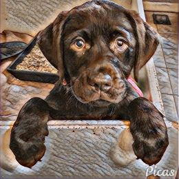 Labrador Retriever Puppies from Silver Birch Labrador Retrievers