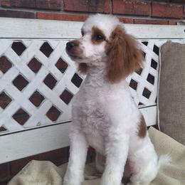 Mini Red Parti Boy - Parti male Poodle puppy in Cypress Inn, Tennessee from Nine Pines Poodles