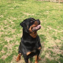 Rottweiler All Grown Up from Vom Haus Tim-Mo Rottweiler Kennel