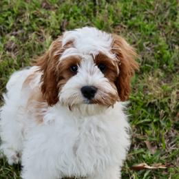 Bernedoodle and Cavapoo Puppies from Lawler’s Legacy Litters