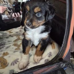Nijur - Black tri female Miniature American Shepherd puppy in Marshfield, Missouri from Tntowne Miniature American Shepherds