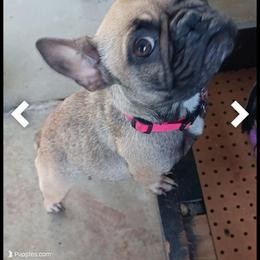Girly - French Bulldog