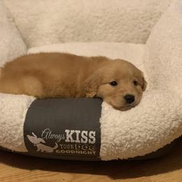 Golden Retriever Puppies from Golden Girls Furever Friends