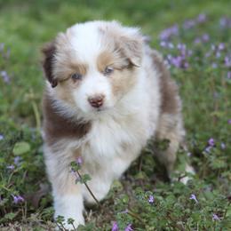 Lady - Red merle female Australian Shepherd puppy in Star City, Arkansas from Blush & Lace Aussie Co.