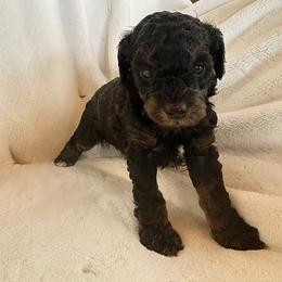 Sadie - Phantom female Poodle puppy in Cabool, Missouri from Rafter B Farms