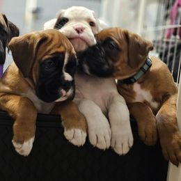 Boxer Puppies from WildRiver Boxers