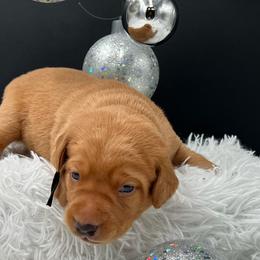 Black collar - Yellow male Labrador Retriever puppy in Heath Springs, South Carolina from Rich Hill Retrievers