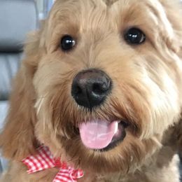 Goldendoodles from Denise's Goldendoodles
