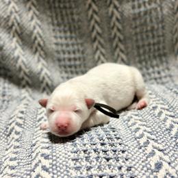 Black - White male Berger Blanc Suisse puppy in West Alexandria, Ohio from Twisted Acres