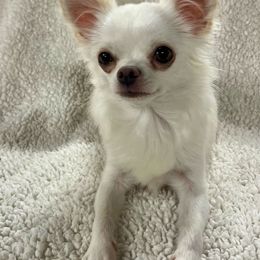Bette - Chihuahua