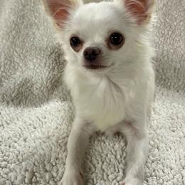 Bette - Chihuahua
