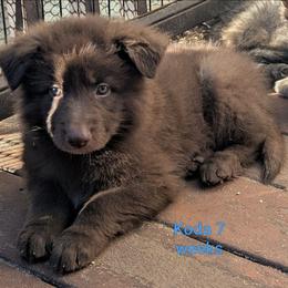 Koda, (Sono) - Liver male German Shepherd puppy in Olean, New York from F&B Kennels
