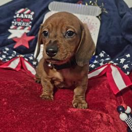 Oscar - Red male Dachshund puppy in Bandera, Texas from Pup Cakes