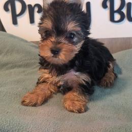 Lily - Black and gold female Yorkshire Terrier puppy in Clermont, Florida from Bella's Prissy Butts