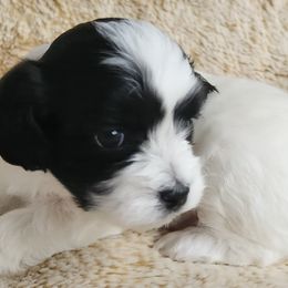 Shichons from S&S Pups