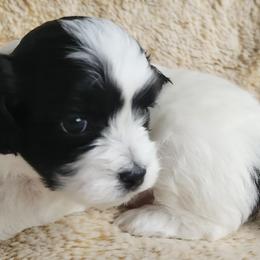 Shichons from S&S Pups