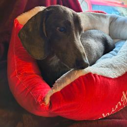 Gator - Gray (blue) male Dachshund puppy in Rosanky, Texas from Sandy Creek Miniature Dachshunds