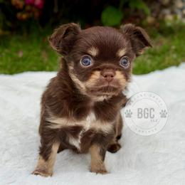 Coal - Chocolate and tan male Chihuahua puppy in Forsyth, Georgia from Brooks Grove Canines LLC