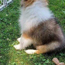 Shetland Sheepdog Puppies from Triple S Shelties