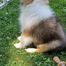 Shetland Sheepdog Puppies from Triple S Shelties