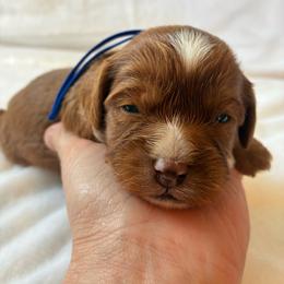 Sky - Red male Cavapoo puppy in Adrian, Oregon from ApplebyFarm