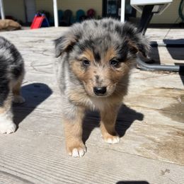 American Corgi and Australian Shepherd Puppies from KC Bar