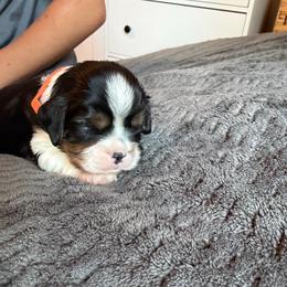 Buddy - Black and tan male Cavalier King Charles Spaniel puppy in Riverside, California from Mia Loves Kingston Cavaliers