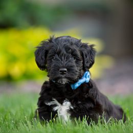 Miniature Schnauzer Puppies from Star Schnauzers