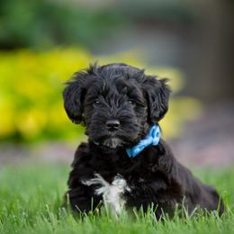 Miniature Schnauzer Puppies from Star Schnauzers