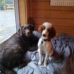 Poodle All Grown Up from Tales Of Joy