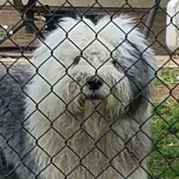 Cupid - Old English Sheepdog