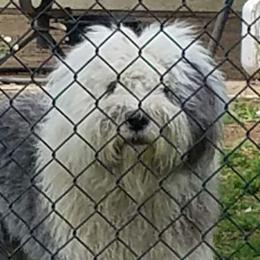 Cupid - Old English Sheepdog