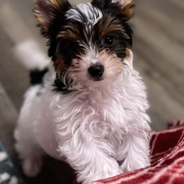 Biewer Terrier Puppies from Rose Creek Biewer Terriers