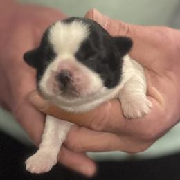 Lilac - Black and white female Shih Tzu puppy in Berkeley Springs, West Virginia from Sandridge Shih Tzus