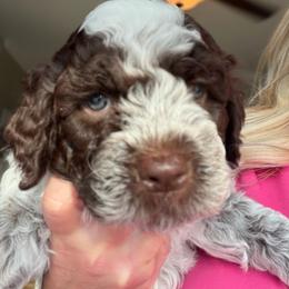 Boy 4 - Brown roan male Lagotto Romagnolo puppy in Sherman, Texas from Texas Lagottos