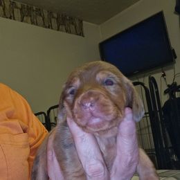 Girl 5 - Dapple female Dachshund puppy in Lansing, Michigan from Black Thunder 517 Cane Corso and Dachshunds