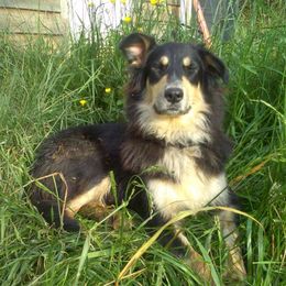 Old Time Scotch Collies from Steepside