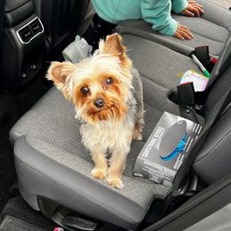 Rose - Yorkshire Terrier