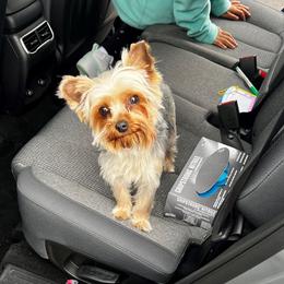 Rose - Yorkshire Terrier