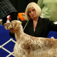 Tess - English Setter