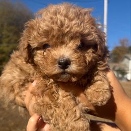 Tuffy - Apricot female Maltipoo puppy in Chattanooga, Tennessee from Joy-fur puppies