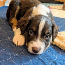 Cheddar - Red tri-color male Australian Shepherd puppy in Pamplin, Virginia from Hope & Joy Acres