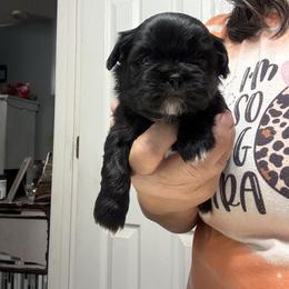 Mabel - Black and white female Shih Tzu puppy in Boiling Springs, South Carolina from Sherry Whiteside's Shih Tzus