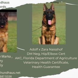 Male 4 - Black and red male German Shepherd puppy in Brooksville, Florida from Vom Hundhaus Shepherds