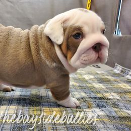 Bulldog Puppies from Bayside Bullies
