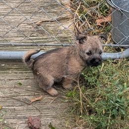 Peanut - Wheaten female Cairn Terrier puppy in Shelocta, Pennsylvania from HC4 Homestead Cairn Terriers