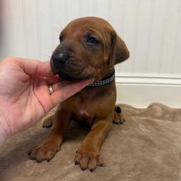 Mario - Rd whtn blk nose male Rhodesian Ridgeback puppy in Montgomery, Texas from Timber Ridge Kennels