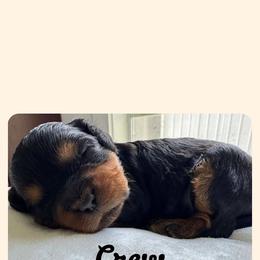 Cavapoo All Grown Up from Carolina Canines