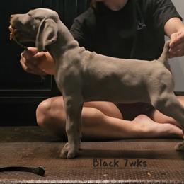 Black Collar - Silver gray female Weimaraner puppy in Indiana from So-IN Weimaraner's