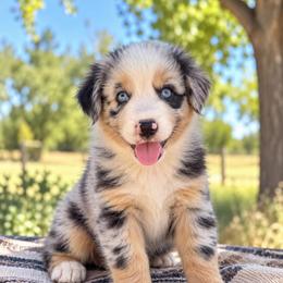 Olympia - Blue Merle Female - Blue merle female Australian Shepherd puppy in Hugo, Colorado from Frying Pan Ranch Australian Shepherds